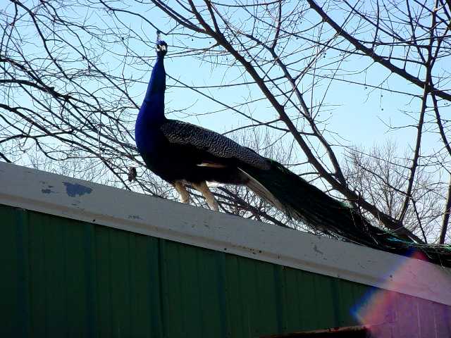 Turpentine Creek Wildlife Refuge Photo 35