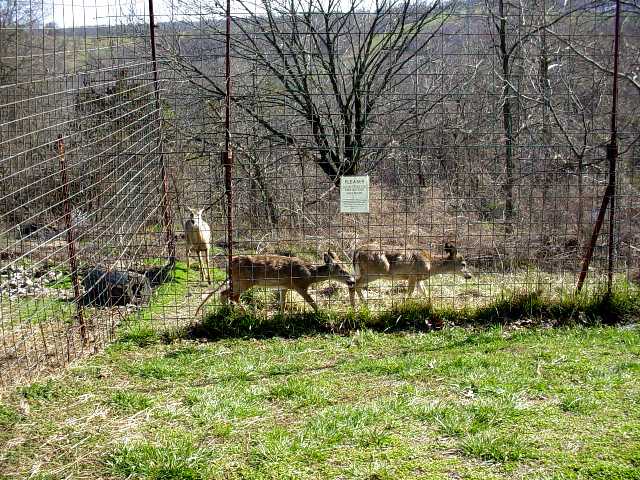 Turpentine Creek Wildlife Refuge Photo 47