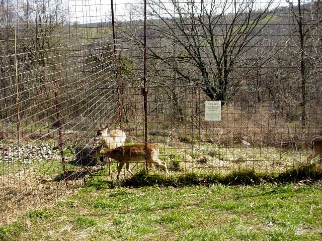 Turpentine Creek Wildlife Refuge Photo 48