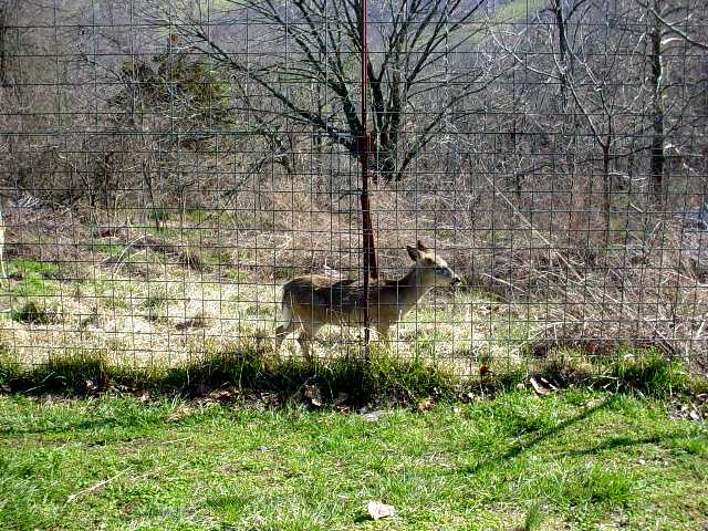 Turpentine Creek Wildlife Refuge Photo 49