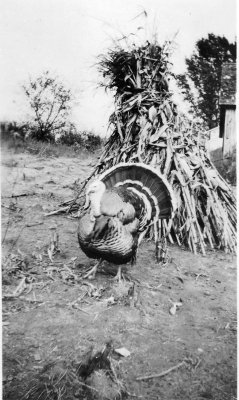 Fred N Randall's Tom Turkey.jpg