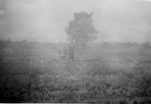 Holand, MI Tulip Farm.jpg